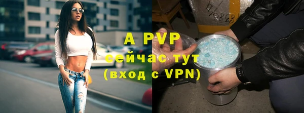 индика Бородино